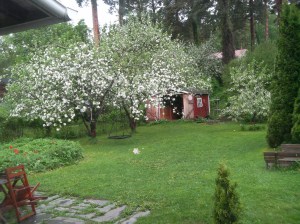 Rahkoilankatu34_piha_omenapuun_kukkiessa