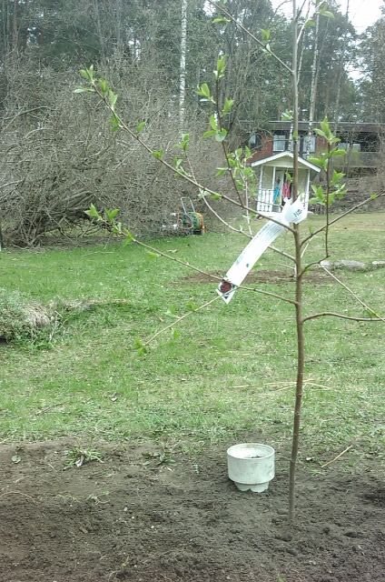 istutettu-kirsikkapuu