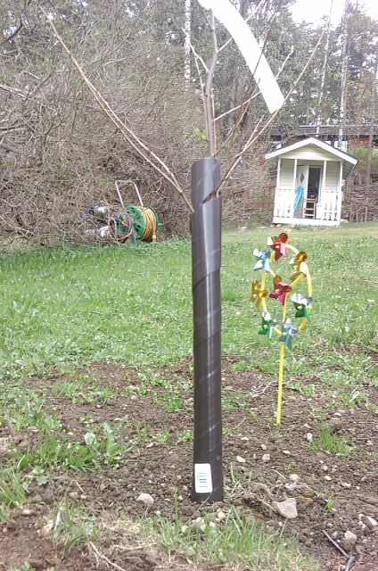 kirsikkapuu-ja-viippera