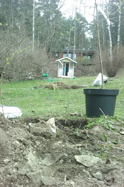 kirsikkapuun-istutuskuoppa