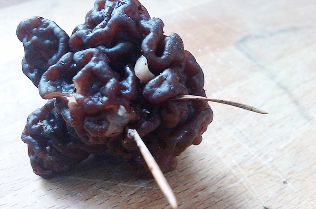 korvasieni-jolla-tuntosarvet