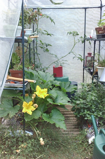 kurpitsankukat-kasvihuoneessa