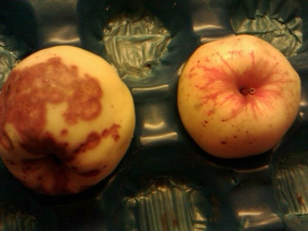 viimeiset-talviomenat