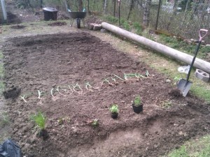 kasvimaa-ennen-istutusta