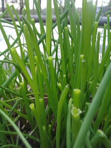 ruohosipulin-syödyt-päät