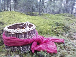 sienikori-sammaleella