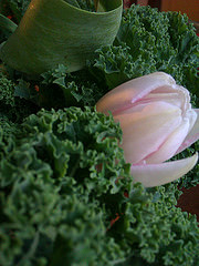 tulppaani lehtikaalikimpussa