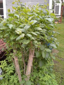 sireenit-alkavat-kasvaa