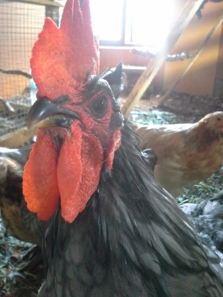 Mitäs siinä kyttäät, häh?