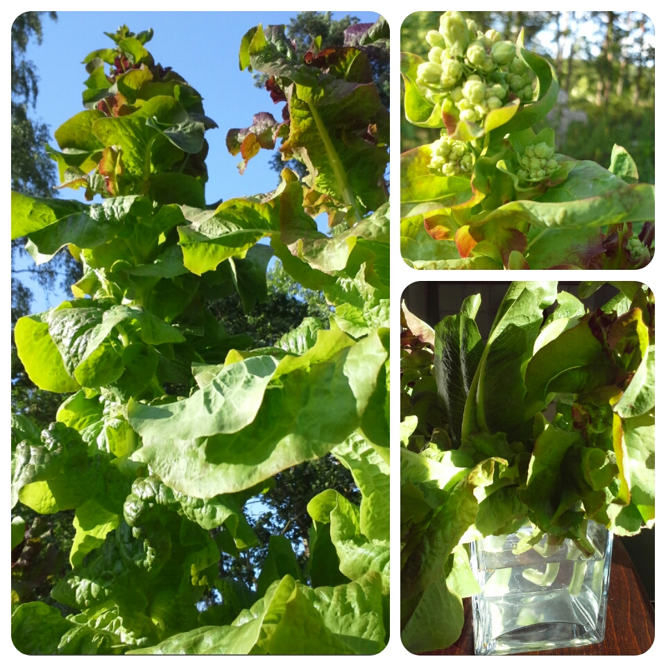 wpid-wp-1407138911927.jpeg image