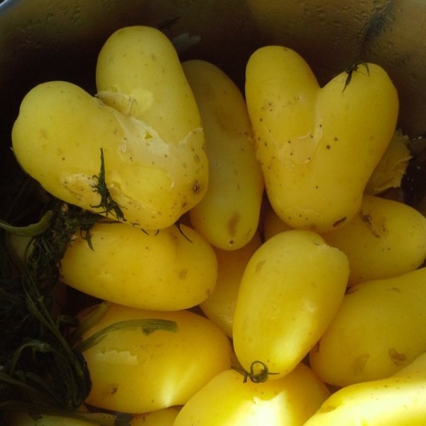 sydämenmuotoinen siikli-peruna