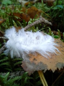 linnunhöyhen-lehden-päällä