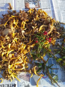 suppilovahverot-lehdellä