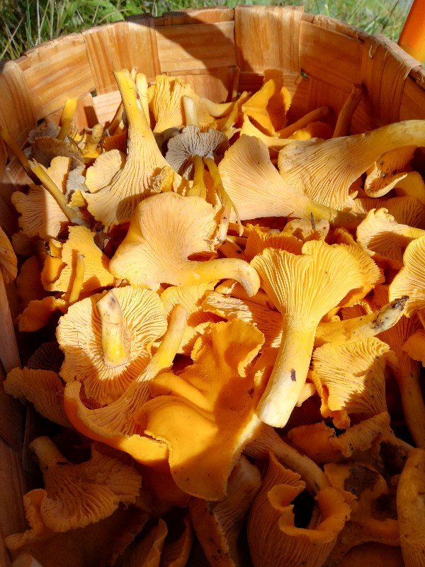 Sikahyvät sieniretket